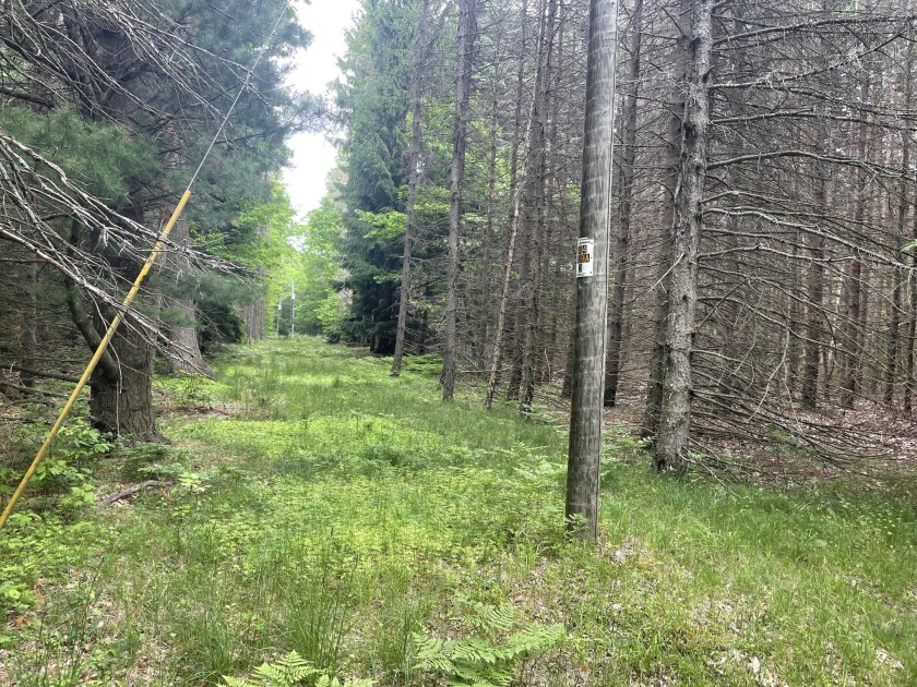 Beautifully wooded lot in Little Point Sable, just down the road - Beach Lot for sale in Shelby, Michigan on Beachhouse.com