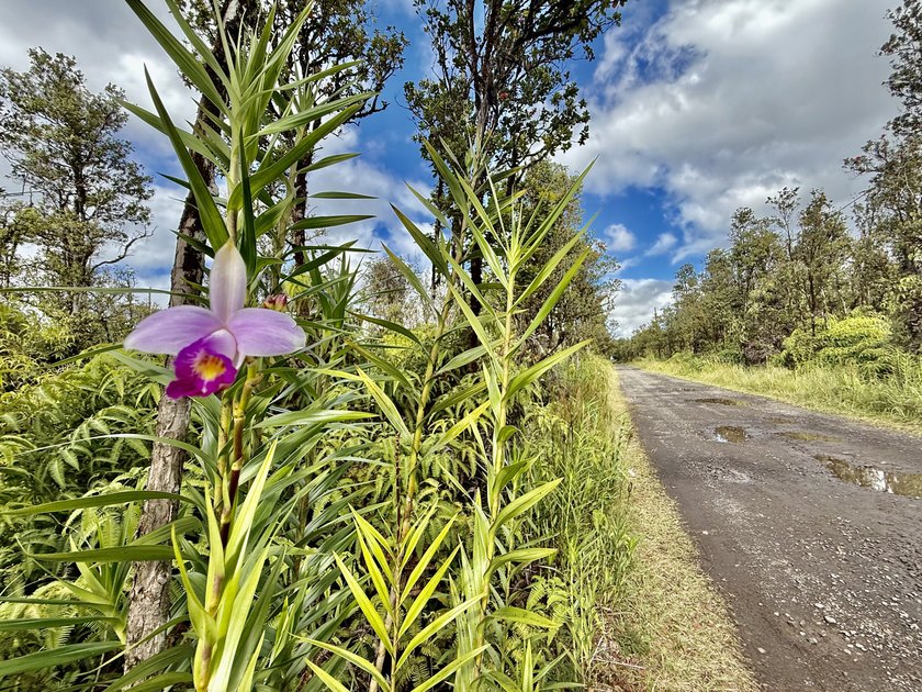 Tucked into a lush forest of native ohia, this peaceful property - Beach Lot for sale in Mountain View, Hawaii on Beachhouse.com
