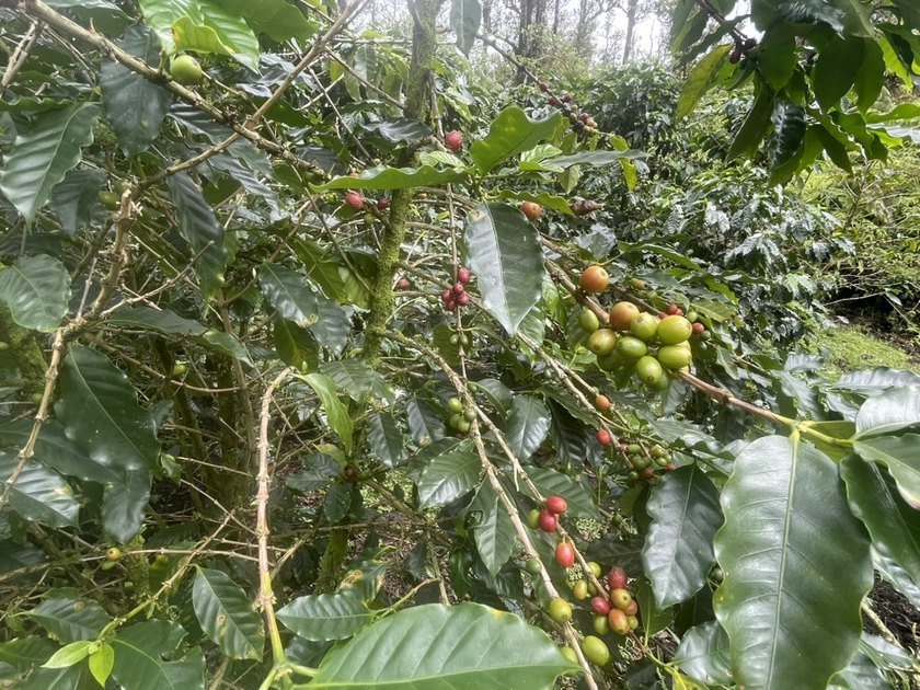 Opportunity knocks in Volcano. This property offers a unique - Beach Acreage for sale in Volcano, Hawaii on Beachhouse.com