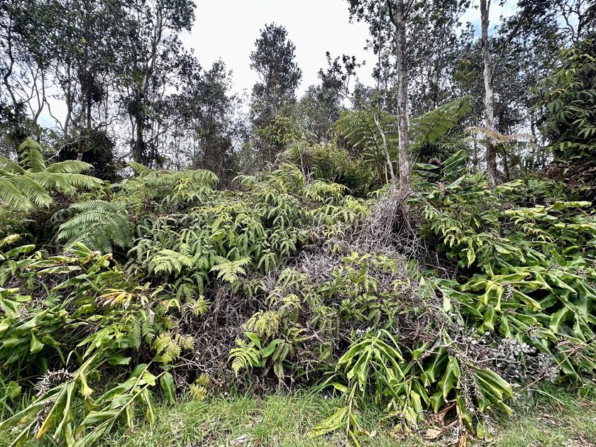 Escape to the cool, misty uplands of Ohia Estates! This lush - Beach Lot for sale in Volcano, Hawaii on Beachhouse.com