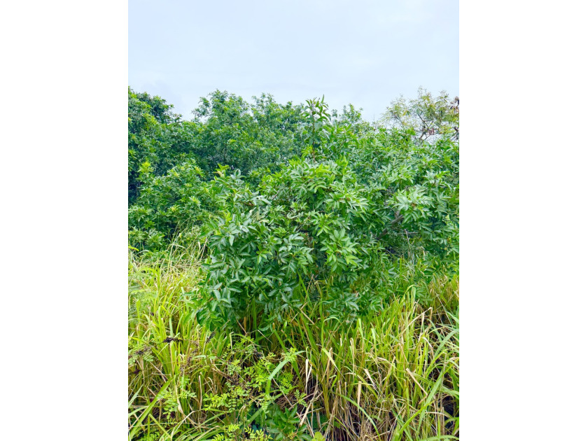 Build your island dream on this 1/4 acre parcel in Green Sands - Beach Lot for sale in Naalehu, Hawaii on Beachhouse.com