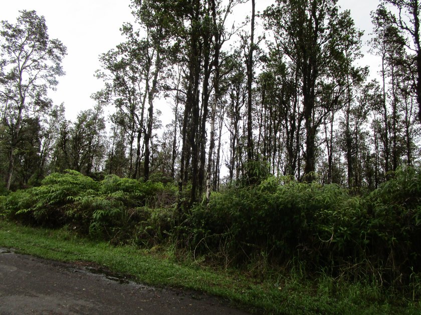 Enjoy the cool climate of the area. Listen to the birds sing all - Beach Acreage for sale in Mountain View, Hawaii on Beachhouse.com
