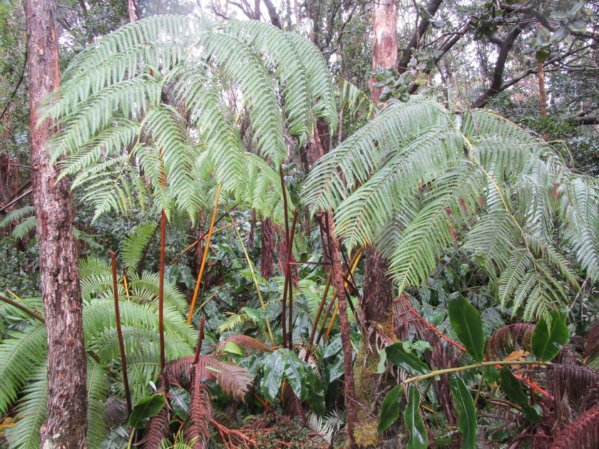 Enjoy the cool climate of Volcano Village. Listen to the birds - Beach Lot for sale in Volcano, Hawaii on Beachhouse.com