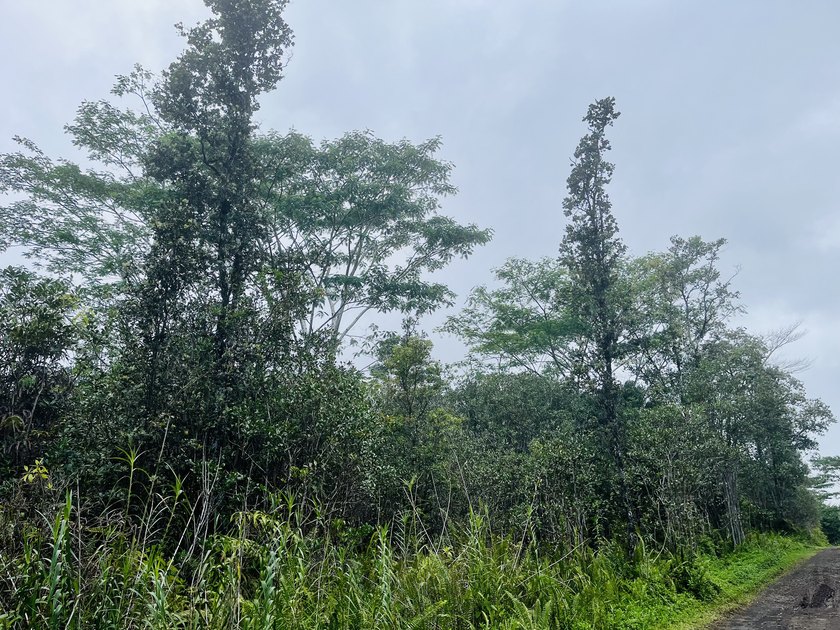 Peaceful and private, this 3-acre parcel in Hawaiian Acres is - Beach Acreage for sale in Kurtistown, Hawaii on Beachhouse.com