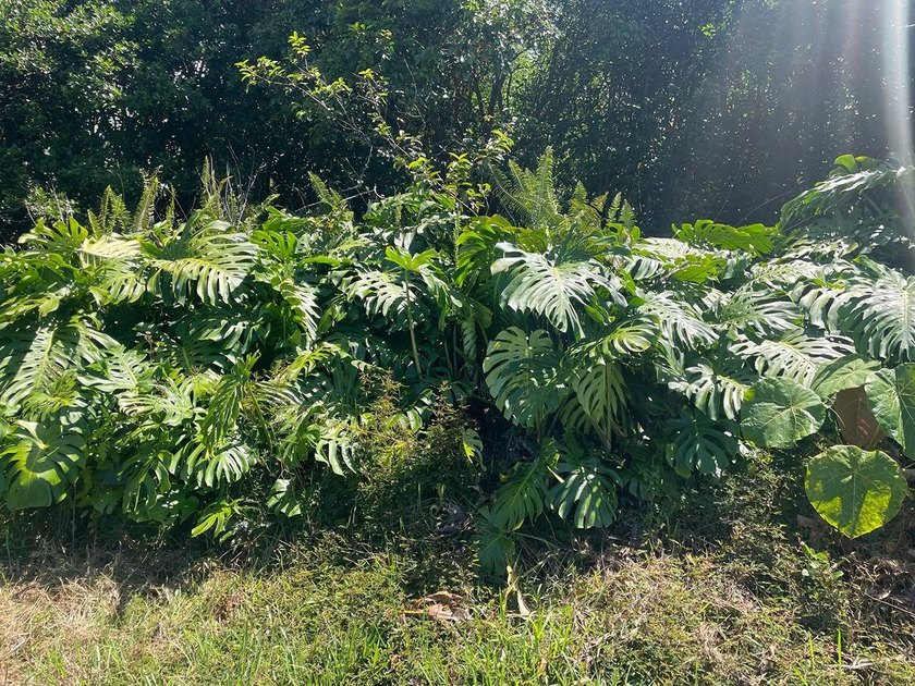 Discover this beautiful lot nestled in a quiet neighborhood with - Beach Lot for sale in Pahoa, Hawaii on Beachhouse.com
