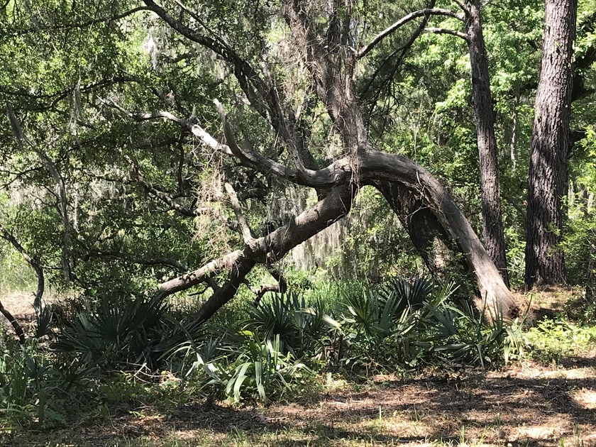 River Road Access- Zoned R4. 3.80 acres. No HOA Lowcountry - Beach Acreage for sale in Johns Island, South Carolina on Beachhouse.com