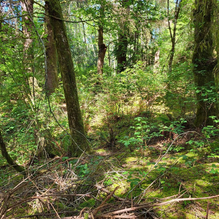 Naselle River waterfront Listing w/ possible building site - Beach Acreage for sale in Naselle, Washington on Beachhouse.com