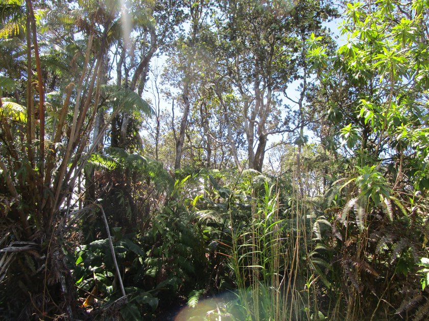 Beautiful and huge native Ohia & Fern trees throughout the - Beach Lot for sale in Volcano, Hawaii on Beachhouse.com