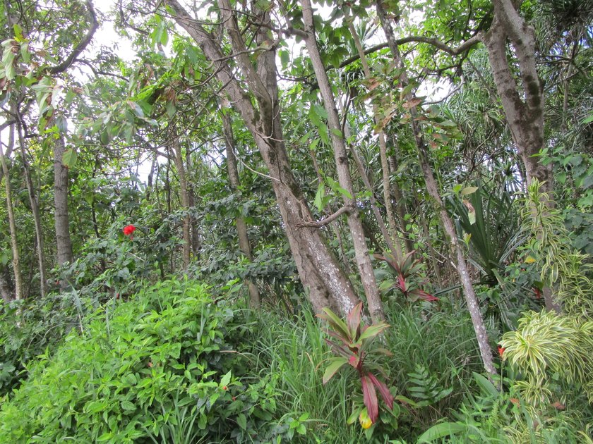 Enjoy the sunny weather of lower Kalapana. Property located on - Beach Lot for sale in Pahoa, Hawaii on Beachhouse.com