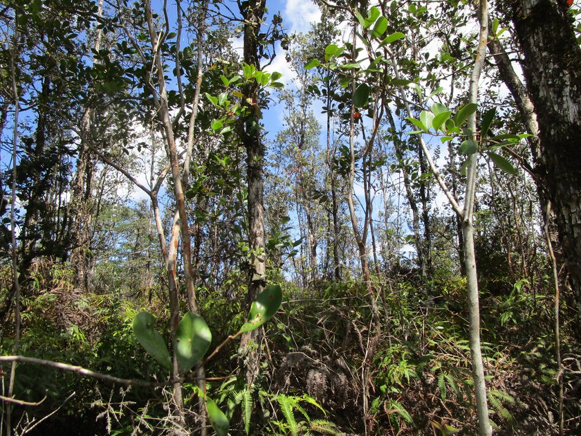 Listen to the birds sing all day long in the beautiful old - Beach Acreage for sale in Kurtistown, Hawaii on Beachhouse.com