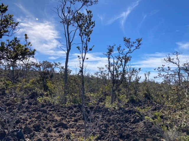 Hawaiian Ocean View Estates - beautifully forested ribbon lot - Beach Lot for sale in Ocean View, Hawaii on Beachhouse.com