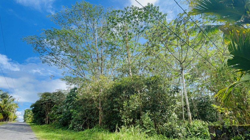 Enjoy building your dream home on this lush undeveloped 1 Acre - Beach Lot for sale in Keaau, Hawaii on Beachhouse.com