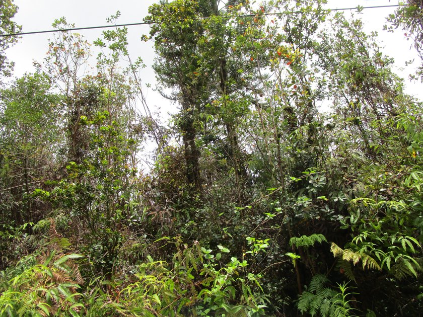 Enjoy the cool climate of the area. Lots of Hapu'u Fern & Ohia - Beach Lot for sale in Mountain View, Hawaii on Beachhouse.com