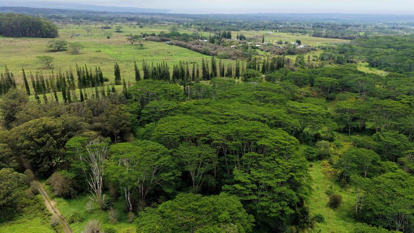 This once cleared lot now has new growth trees that can be - Beach Acreage for sale in Mountain View, Hawaii on Beachhouse.com