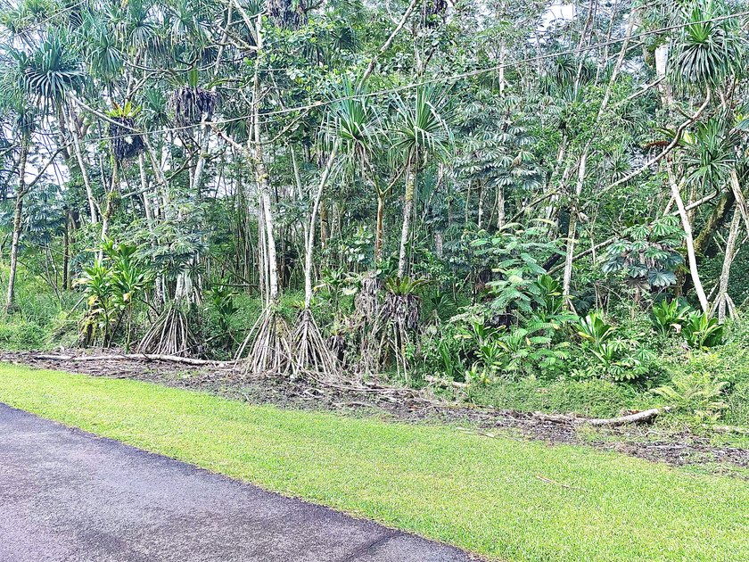 Envision your dream home on this 12,040 sq ft level, wooded lot - Beach Lot for sale in Pahoa, Hawaii on Beachhouse.com