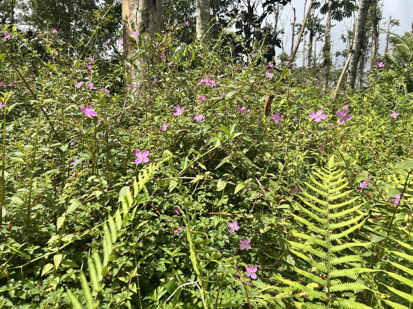 Located in Nanawale Estates, this vacant lot is a solid - Beach Lot for sale in Pahoa, Hawaii on Beachhouse.com