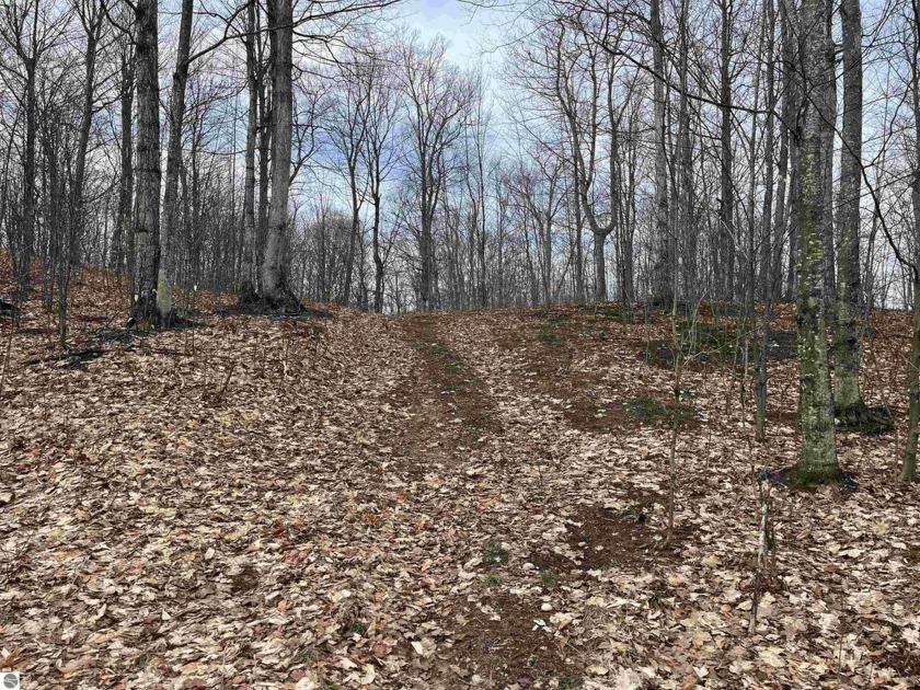 Privacy and nature abound in this one of a kind wooded parcel - Beach Lot for sale in Empire, Michigan on Beachhouse.com