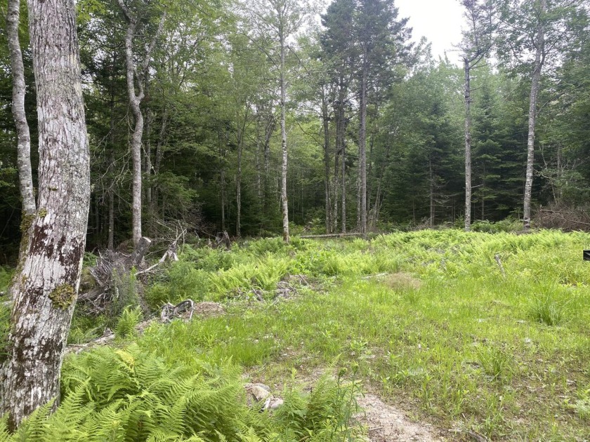 Beautiful house lot bordering Brady/Heath Brook. Partially - Beach Acreage for sale in Trenton, Maine on Beachhouse.com