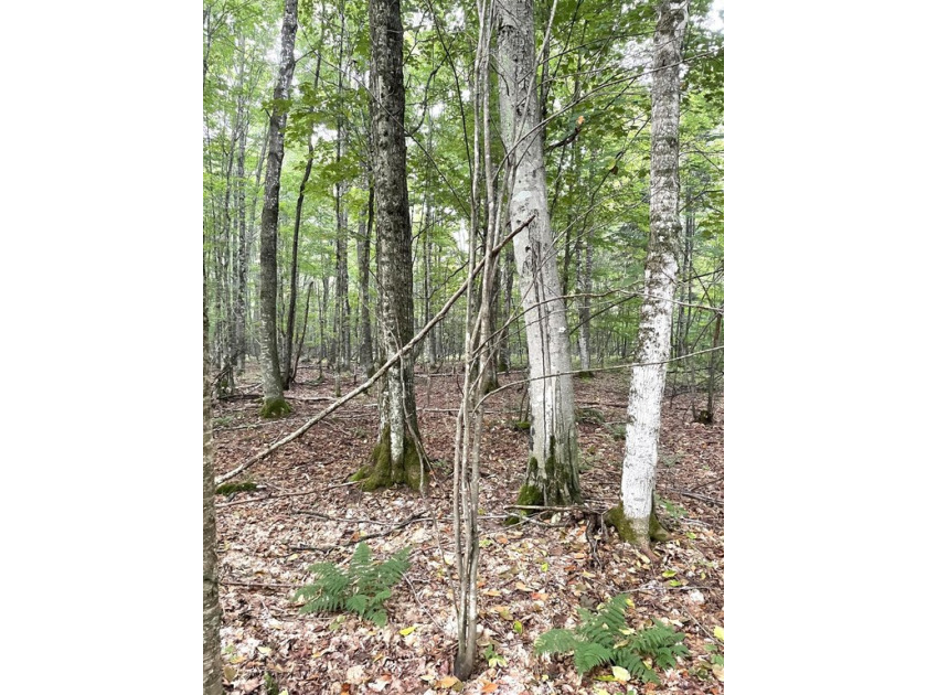 What a great mixed  wooded 20 acre parcel with mixed hardwoods - Beach Acreage for sale in Mcmillan, Michigan on Beachhouse.com