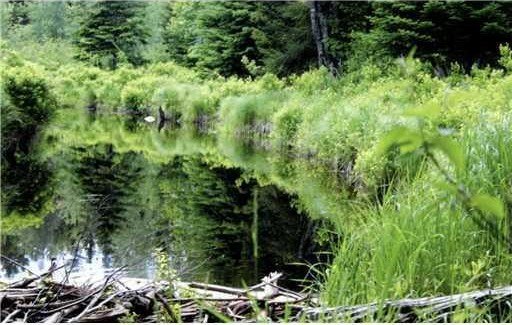 Nice1.6 acre piece of land bordering 400 feet of Middle River in - Beach Lot for sale in Marshfield, Maine on Beachhouse.com