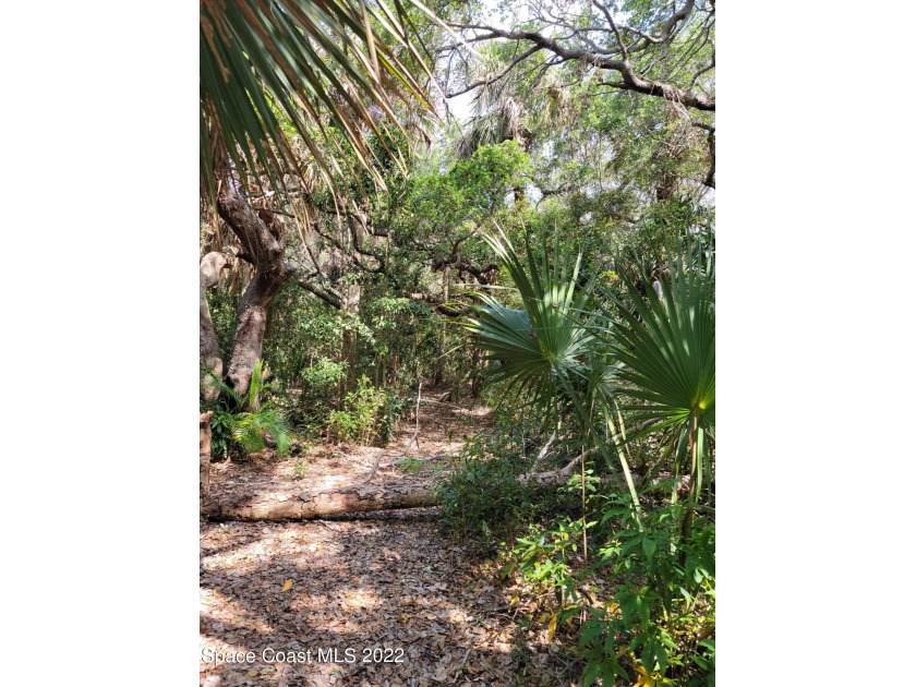 Amazing 1/2 acre lot in South Beaches. Beautiful oak trees and - Beach Lot for sale in Melbourne Beach, Florida on Beachhouse.com
