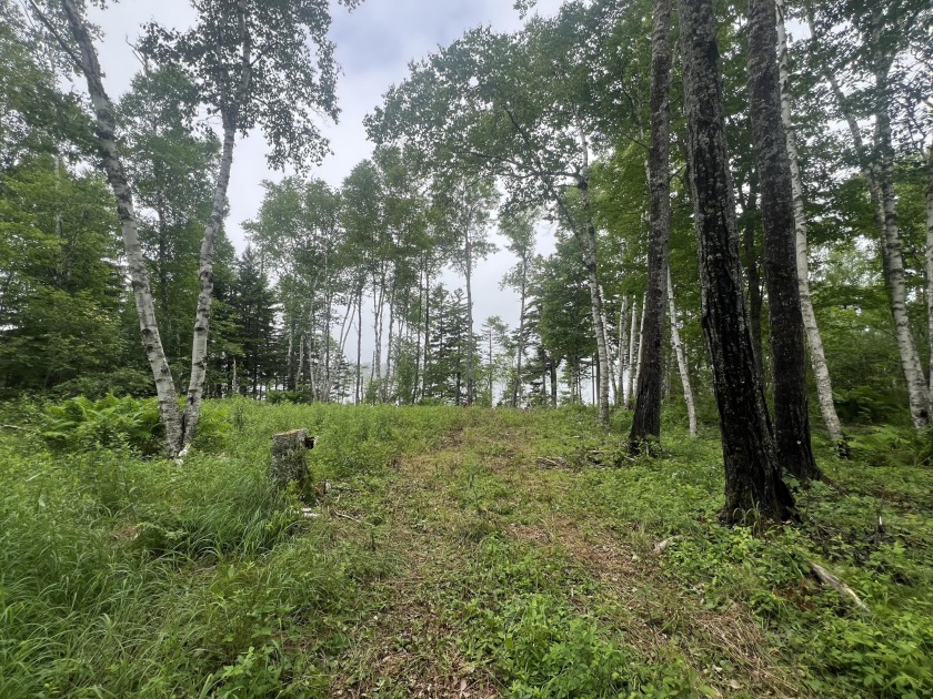 Tucked away in the tranquility of Sanborn Cove, this beautiful - Beach Lot for sale in Machiasport, Maine on Beachhouse.com