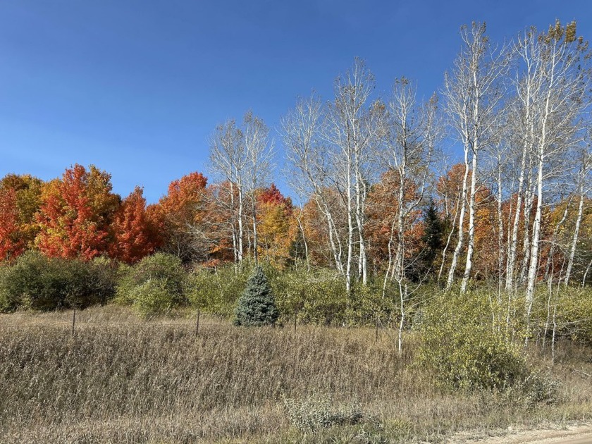 Looking for some gorgeously wooded property that boasts both - Beach Acreage for sale in Cheboygan, Michigan on Beachhouse.com