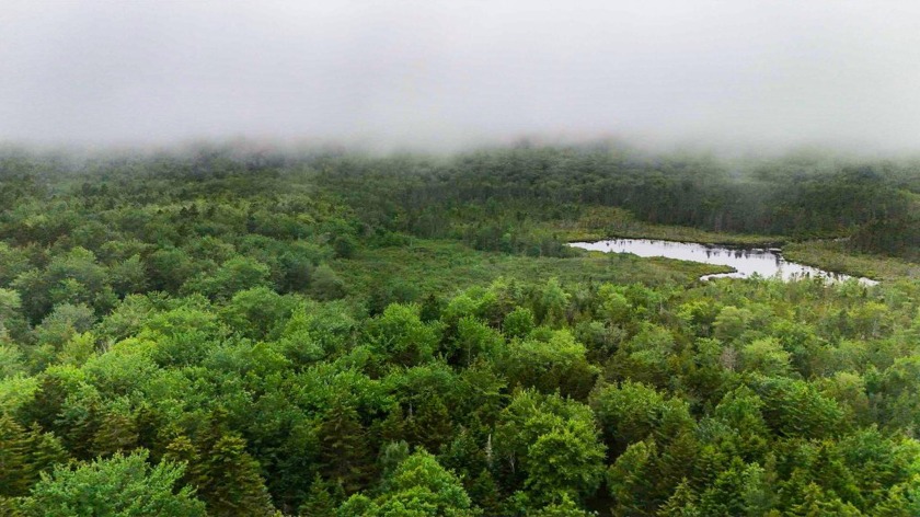 Pristine Paradise: Abutting 496 Old County Road, this 36.25-acre - Beach Acreage for sale in Sedgwick, Maine on Beachhouse.com