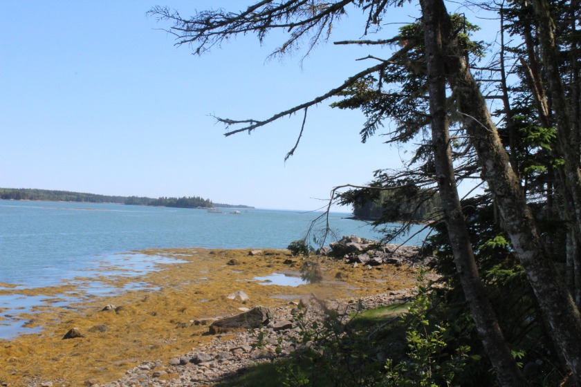 Stunning deep water oceanfront lot with a rocky granite - Beach Acreage for sale in Steuben, Maine on Beachhouse.com