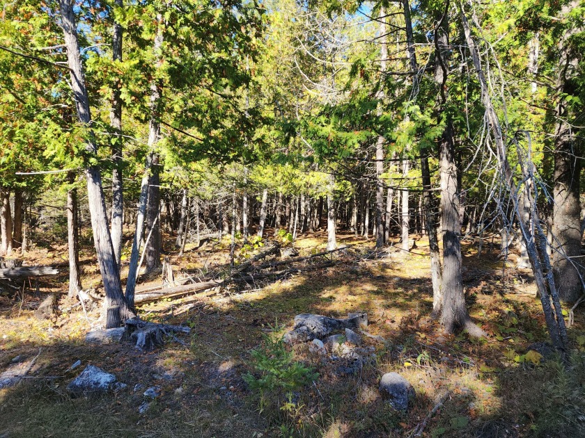 Beautiful high and dry 4 acres close to town! Site offers plenty - Beach Acreage for sale in Hessel, Michigan on Beachhouse.com