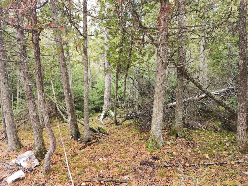 Heavily wooded parcel with deeded Lake Huron access and adjacent - Beach Lot for sale in Hessel, Michigan on Beachhouse.com