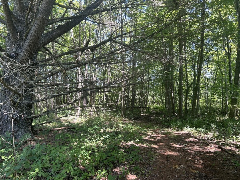 Check out these three wooded lots, they have a very private - Beach Lot for sale in South Haven, Michigan on Beachhouse.com