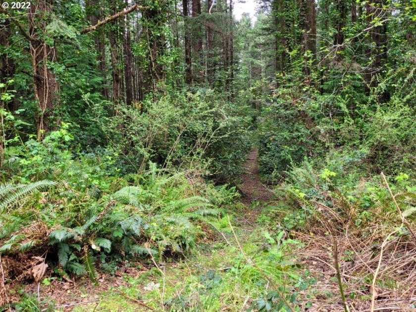 Private acreage just outside of town. Plenty of privacy to - Beach Lot for sale in Port Orford, Oregon on Beachhouse.com