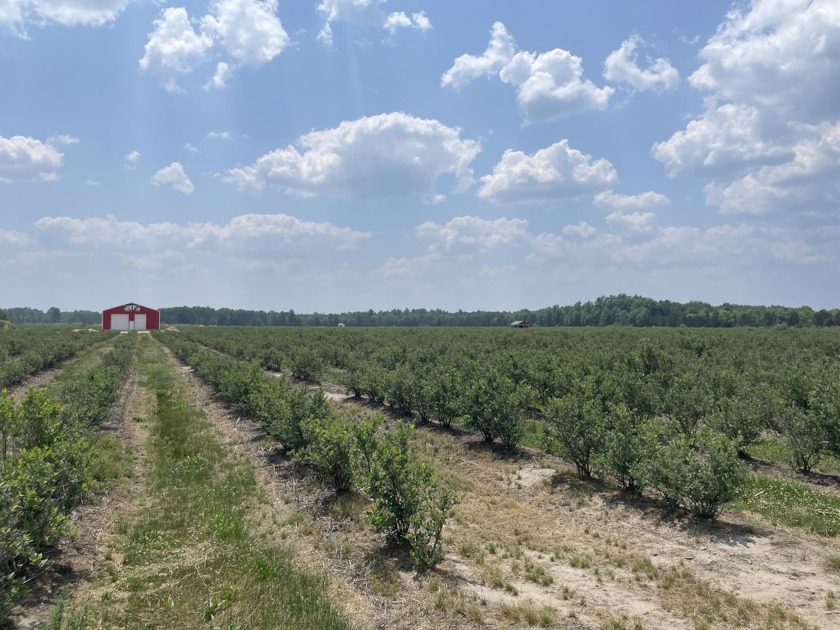 158 acre of prime blueberries. Mix of Elliot (70%0 and Blue Crop - Beach Acreage for sale in Free Soil, Michigan on Beachhouse.com