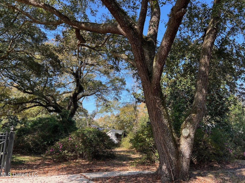 Location! Location! Location! This is a special secret garden - Beach Lot for sale in Pass Christian, Mississippi on Beachhouse.com