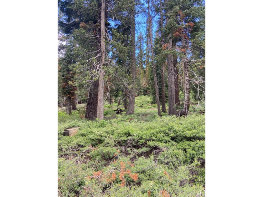 Great parcel for someone ready to build. Sellers put in a new - Beach Lot for sale in South Lake Tahoe, California on Beachhouse.com