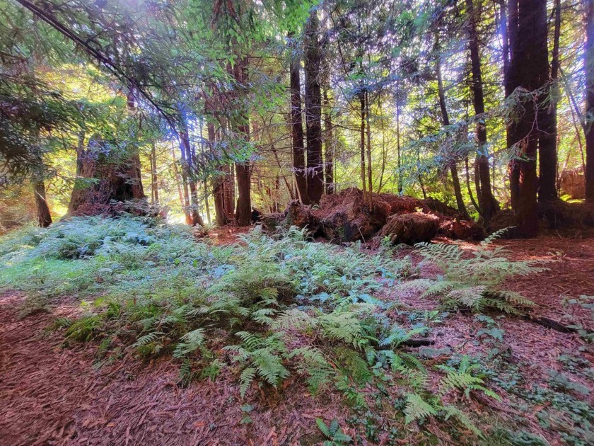 Beautiful redwood studded property awaits! Build your dream home - Beach Lot for sale in Crescent City, California on Beachhouse.com