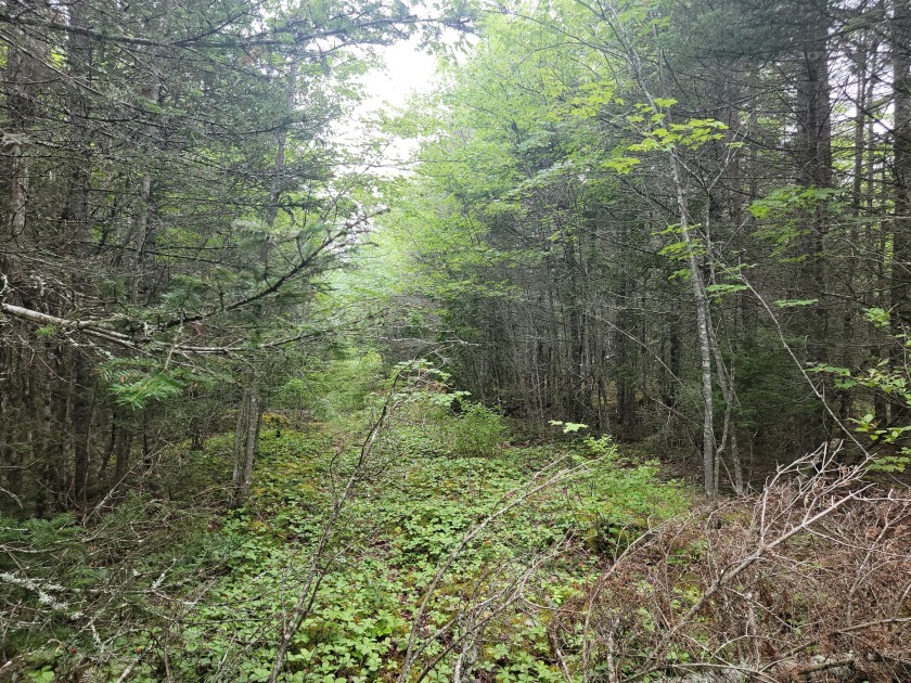 Welcome to Whiting Maine! This 50-acre lot has lots of - Beach Acreage for sale in Whiting, Maine on Beachhouse.com