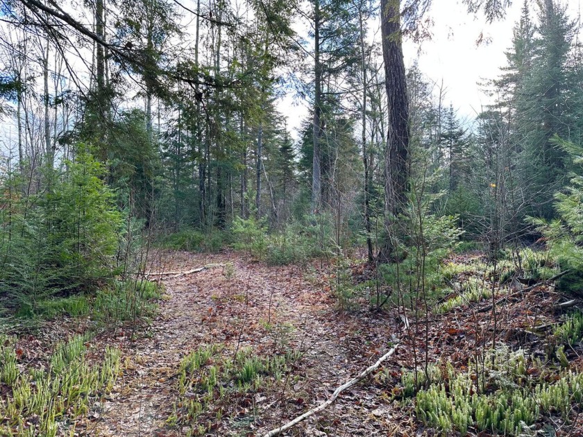 This beautiful 70 acre parcel is a nice mix of trees and terrain - Beach Acreage for sale in Trout Lake, Michigan on Beachhouse.com