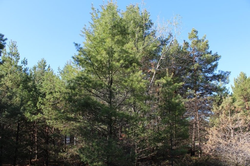 Beautiful wooded lot on a quiet cul-de-sac in Sunrise Dunes - Beach Lot for sale in Jacksonport, Wisconsin on Beachhouse.com