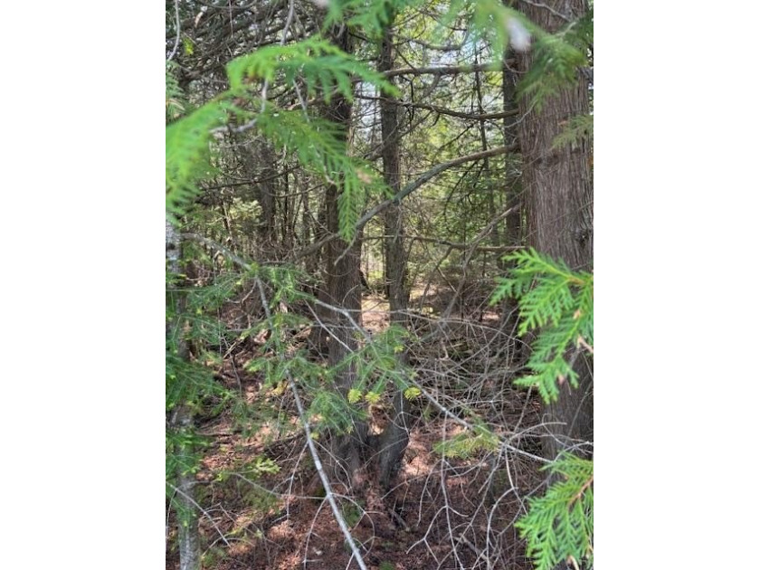 Extremely rare offering, wooded building site in downtown - Beach Lot for sale in Ephraim, Wisconsin on Beachhouse.com