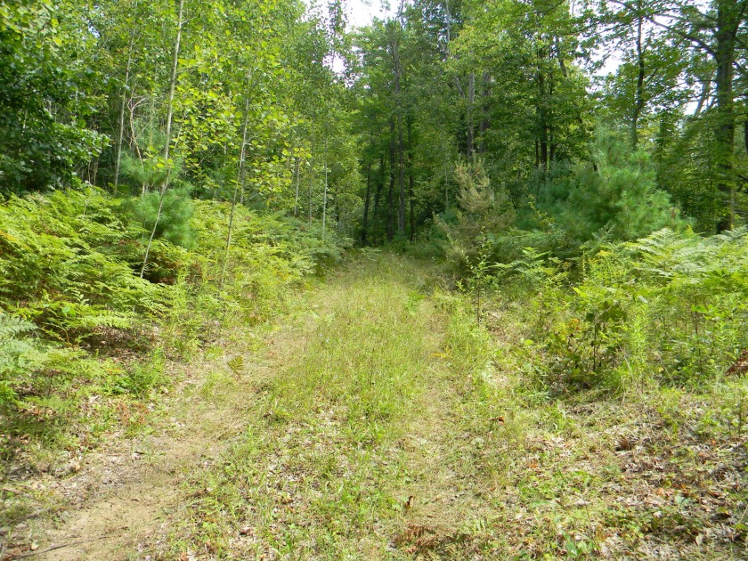 SQUARE 40!!! - 40 wooded acres with 1320' of frontage on N 112th - Beach Acreage for sale in Pentwater, Michigan on Beachhouse.com