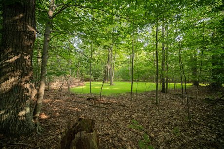 Stunning one acre lot with a driveway and building spot already - Beach Acreage for sale in Onekama, Michigan on Beachhouse.com