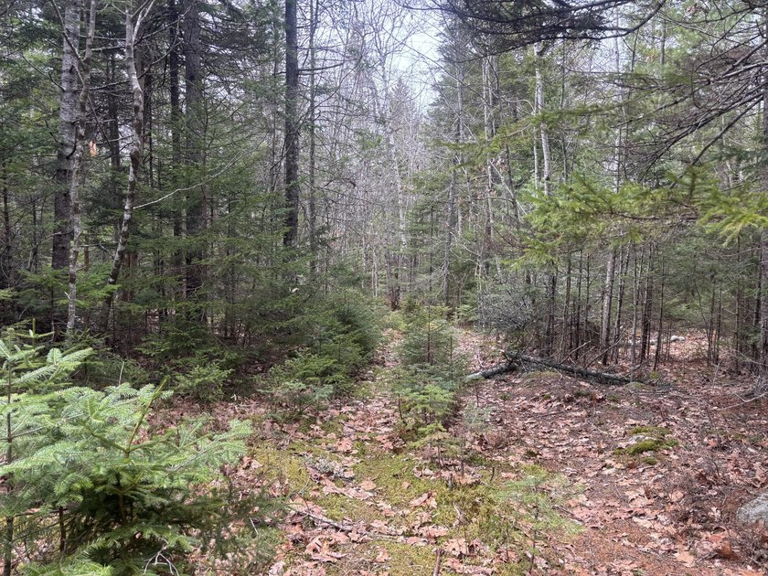 Discover a rare opportunity to own 30 sprawling acres of prime - Beach Acreage for sale in Steuben, Maine on Beachhouse.com