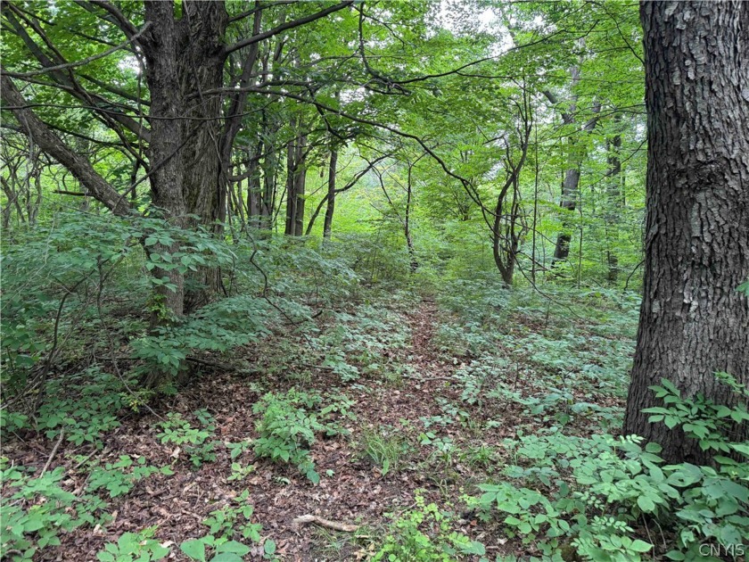 This 30 acres, Lot 3, is a great hunting and recreational - Beach Acreage for sale in Ripley, New York on Beachhouse.com