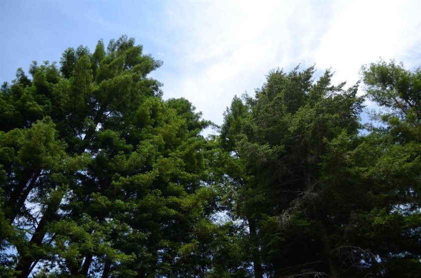 Rare and beautiful subdivision lot w/secluded privacy and Del - Beach Lot for sale in Crescent City, California on Beachhouse.com