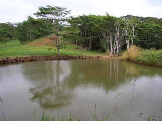 The gentle sounds of the waterfall spilling out of the pond that - Beach Lot for sale in Kapaa, Hawaii on Beachhouse.com