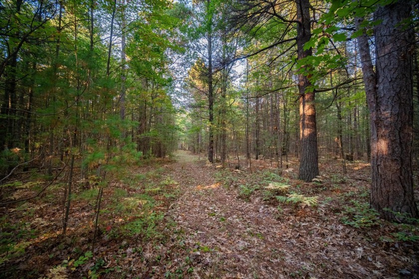 This 20 acres of Recreational Forest has the privacy and - Beach Acreage for sale in Manistee, Michigan on Beachhouse.com