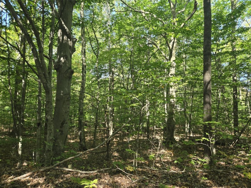 Peace and quiet awaits on this beautiful buildable ~.37 acre - Beach Lot for sale in Ludington, Michigan on Beachhouse.com