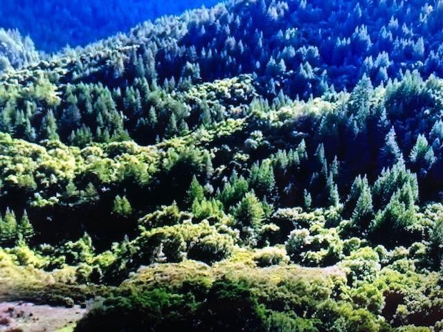 OVER 196 ACRES CONSITING OF REDWOOD FORESTS WITH A SESONAL - Beach Acreage for sale in Felton, California on Beachhouse.com